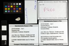 Foto (Objekt + Etiketten) von Goniodromites sp. 